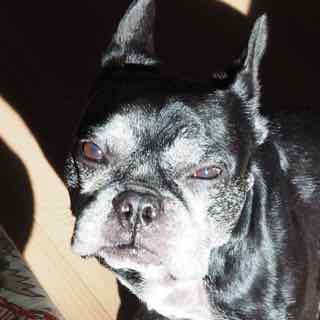 スタチュウ まるふぉとぱ